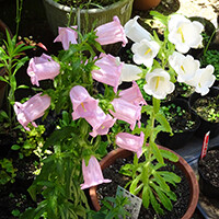 campanula